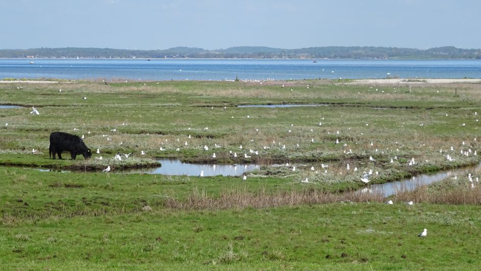 2015Ostsee0518288