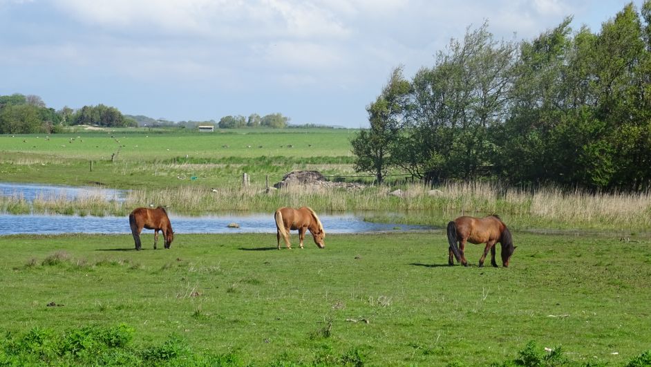 2015Ostsee0518292