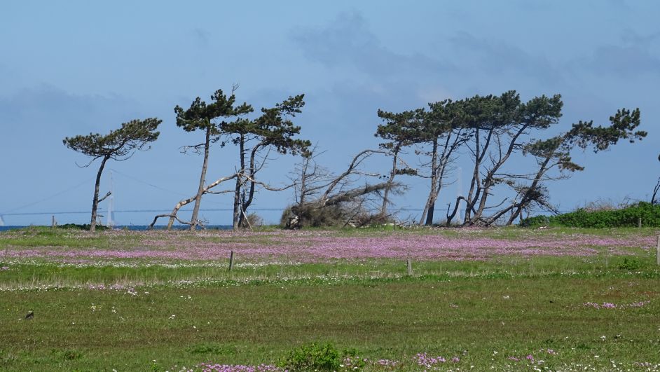 2015Ostsee0518294