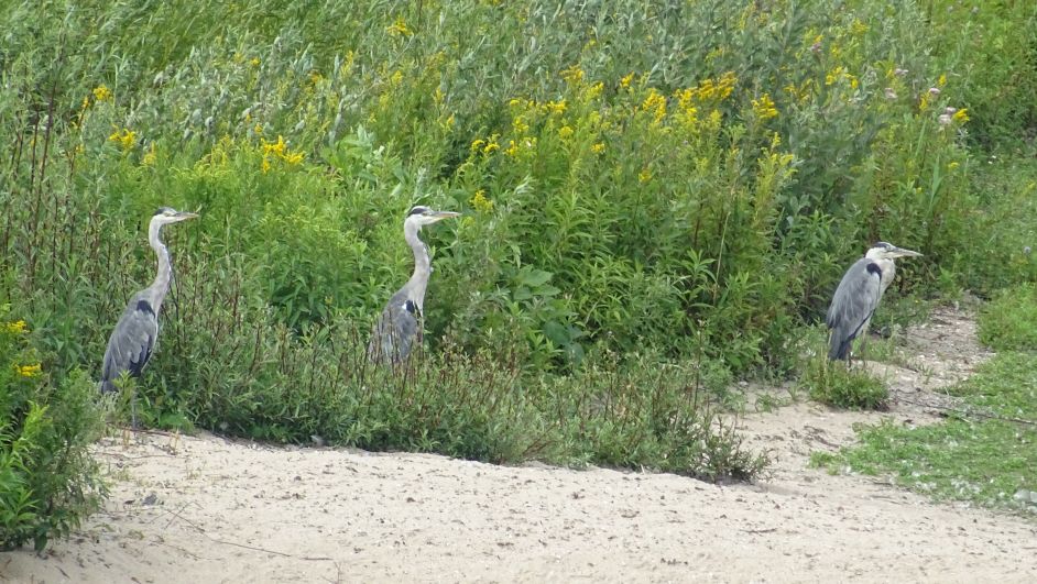 2015Nordsee00815286